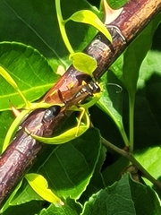 Sceliphron caementarium