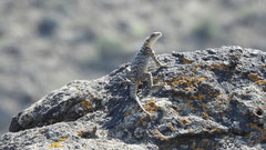 Paralaudakia caucasia