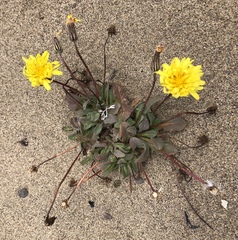 Agoseris apargioides