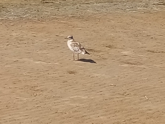 Chroicocephalus ridibundus