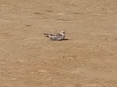 Chroicocephalus ridibundus