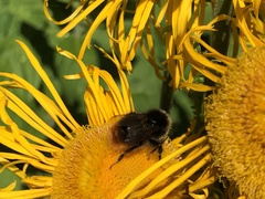 Bombus lapidarius