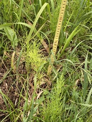 Equisetum arvense