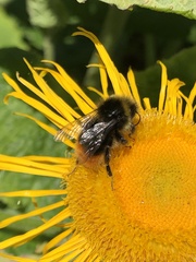 Bombus lapidarius