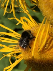 Bombus lapidarius