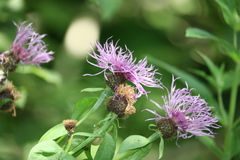 Centaurea phrygia carpatica