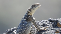 Paralaudakia caucasia