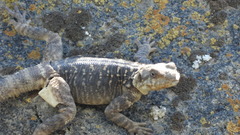 Paralaudakia caucasia