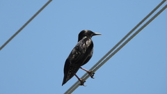 Sturnus vulgaris