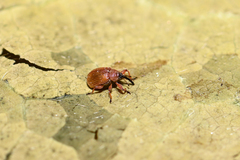 Anthonomus phyllocola