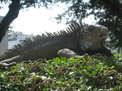 Iguana iguana