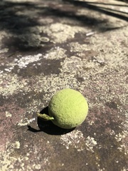 Juglans nigra