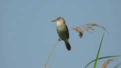 Acrocephalus arundinaceus