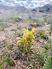 Pedicularis flava