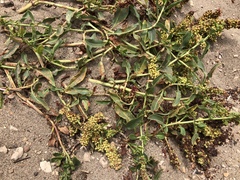 Rumex crassus