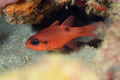 Apogon maculatus