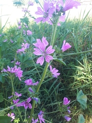 Malva sylvestris