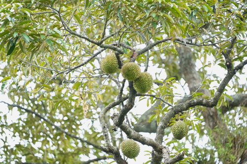 Image of Durio zibethinus by (c) Samuel Lee, some rights reserved (CC BY)