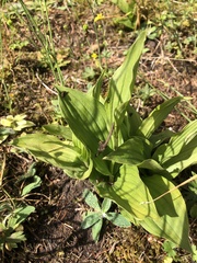 Cypripedium calceolus