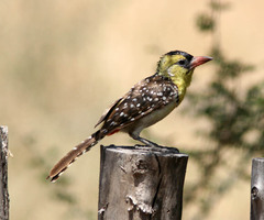 Trachyphonus margaritatus