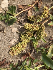 Rumex crassus