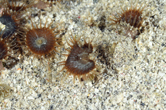 Palythoa grandiflora