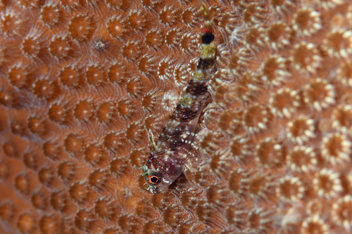 Redbelly triplefin (Enneanectes jordani) — Tripterygiidae — 4