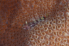 Mimic Triplefin photo 2