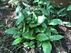 Cypripedium calceolus