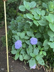 Hydrangea macrophylla