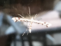 Platyptilia carduidactylus