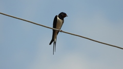 Hirundo rustica