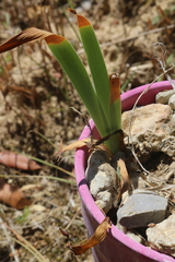 Iris lutescens chamaeiris