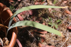 Iris lutescens lutescens
