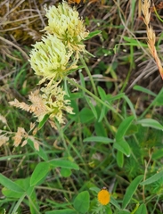 Trifolium ochroleucon