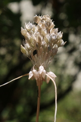Allium litardierei