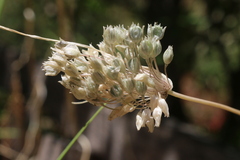 Allium litardierei