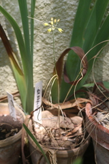 Allium flavum flavum