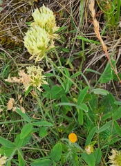 Trifolium ochroleucon