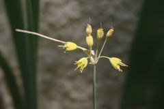 Allium flavum flavum