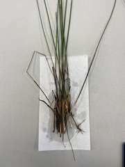 Eleocharis cellulosa