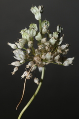 Allium convallarioides
