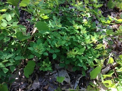 Lespedeza frutescens