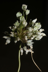 Allium convallarioides