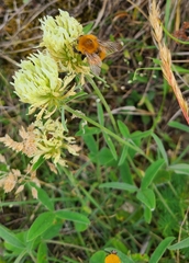 Trifolium ochroleucon