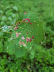 Acalitus longisetosus