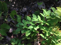 Lespedeza frutescens