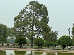 Pinus roxburghii