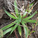 Dudleya lanceolata - Photo 
no rights reserved, sem restrições de direitos de autor conhecidas (domínio público)