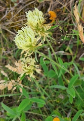 Trifolium ochroleucon